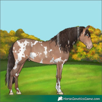 Horse Color:White Spotted Amber Champagne 
