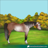 Horse Color:Gray Bay 