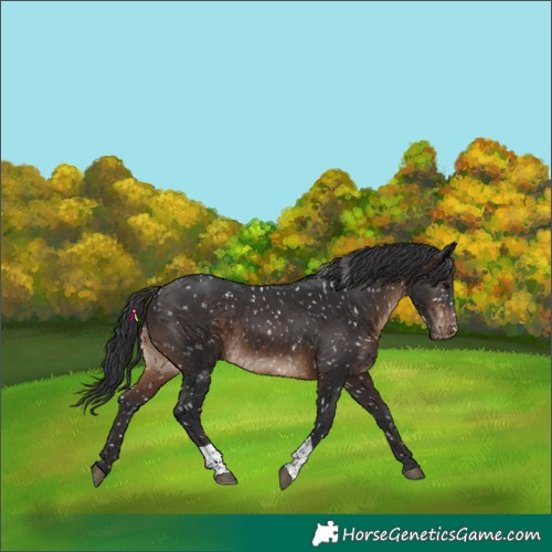 Horse Color:Brown Tobiano Snowflake Varnish 
