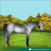 Horse Color:Gray Black 