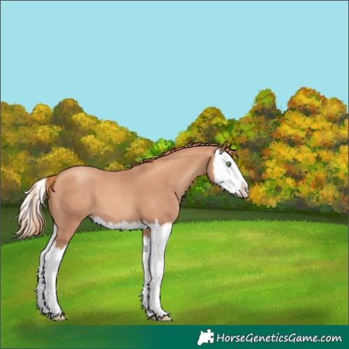 Horse Color:Gold Champagne Splash