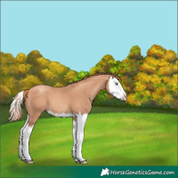 Horse Color:Gold Champagne Splash 