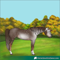 Horse Color:Gray Chestnut 
