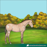 Horse Color:White Spotted Amber Champagne 