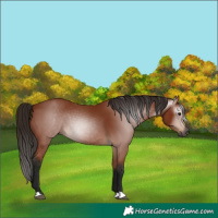 Horse Color:Gray Bay 