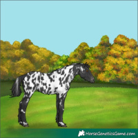 Horse Color:White Spotted Black Appaloosa 