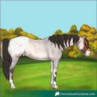 Horse Color:Bay Roan Onyx Appaloosa