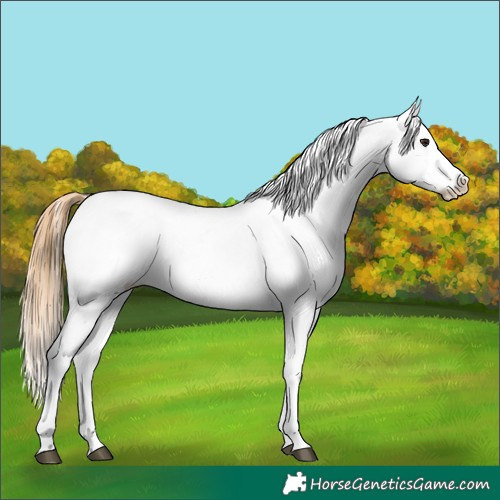 Horse Color:Buckskin Dun Snowflake Varnish  and Sable Cream Champagne Dun Snowflake Varnish 