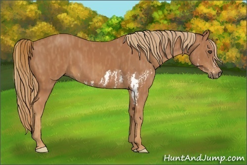 Horse Color:Chestnut Splash Frame  Brindle