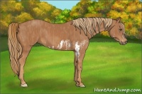 Horse Color:Chestnut Splash Frame Brindle