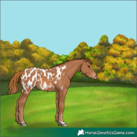 Horse Color:Chestnut Blanket 
