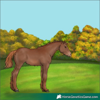 Horse Color:Chestnut Appaloosa 