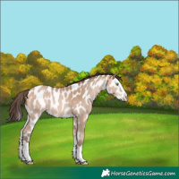 Horse Color:Amber Champagne Sabino Splash Near Leopard 