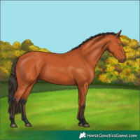 Horse Color:Bay 