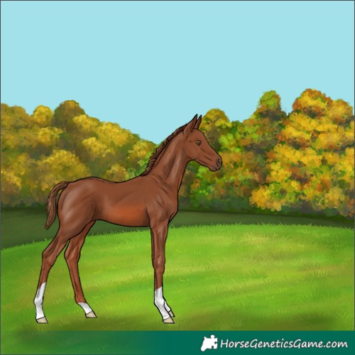 Horse Color:Chestnut 