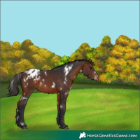 Horse Color:White Spotted Bay Appaloosa 