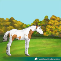 Horse Color:Buckskin Splash Tobiano 