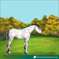 Horse Color:White Spotted Brown Frame Appaloosa 