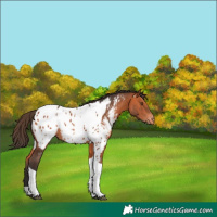 Horse Color:Bay Tobiano Appaloosa 