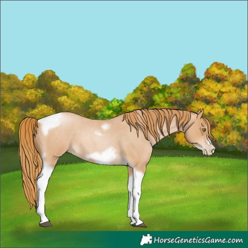 Horse Color:Red Roan Pearl Tobiano Frame 