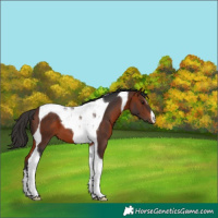 Horse Color:Bay Tobiano 