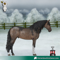 Horse Color:Bay Dun Tobiano