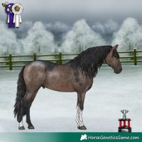 Horse Color:Bay Dun Tobiano 