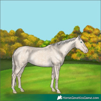 Horse Color:Cremello Dun Snowflake Varnish and Cremello Dun Snowflake Varnish