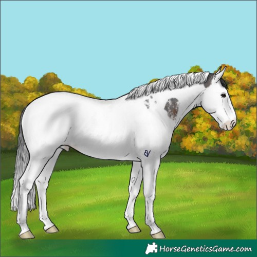 Horse Color:Brown Sabino Splash Tobiano Rabicano 