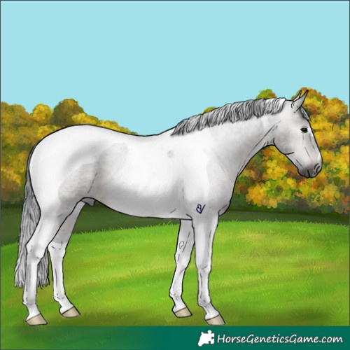 Horse Color:Gray Brown Roan Tobiano Rabicano 