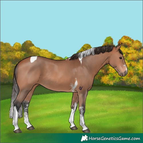 Horse Color:Bay Sabino Tobiano Rabicano 