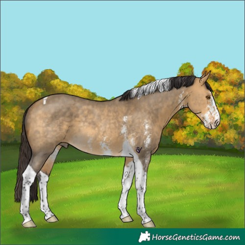 Horse Color:Buckskin Dun Sabino Tobiano Rabicano 