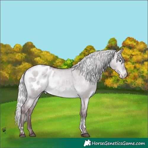 Horse Color:Chocolate Silver Brown Chinchilla Dun Tobiano Appaloosa 