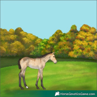 Horse Color:Buckskin Roan Dun Rabicano Brindle 