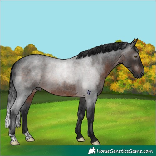 Horse Color:Gray Brown Roan Rabicano 