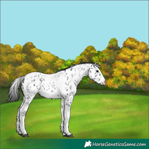 Horse Color:White Spotted Black Splash Tobiano Frame Appaloosa 