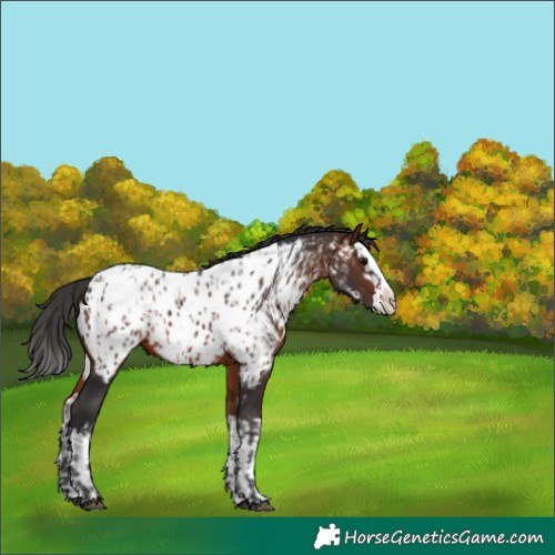 Horse Color:Brown Sabino Splash Near Leopard  and Brown Sabino Splash Near Leopard 