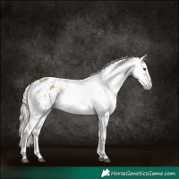 Horse Color:Platinum Chocolate Palomino Dun Appaloosa and Chocolate Palomino Dun Appaloosa