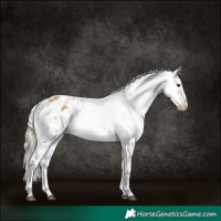Horse Color:Platinum Chocolate Palomino Dun Blanket  and Chocolate Palomino Dun Snowflake Varnish 