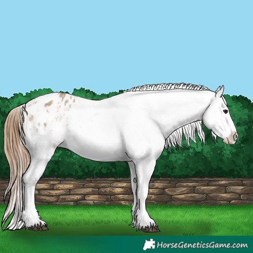 Horse Color:Buckskin Dun Appaloosa  and Buckskin Dun Appaloosa 