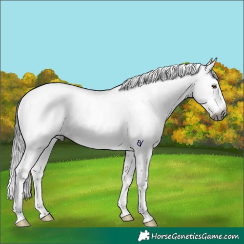 Horse Color:Gray Brown Roan Splash Rabicano 