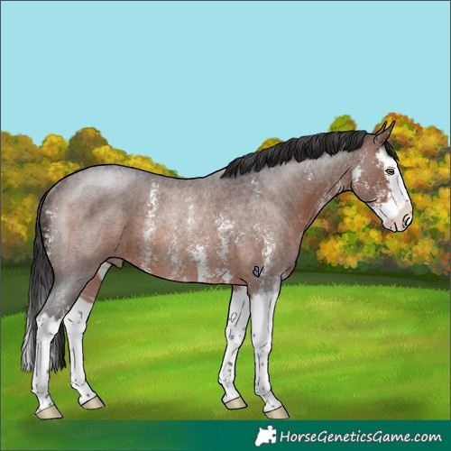 Horse Color:Brown Roan Sabino Splash Rabicano 