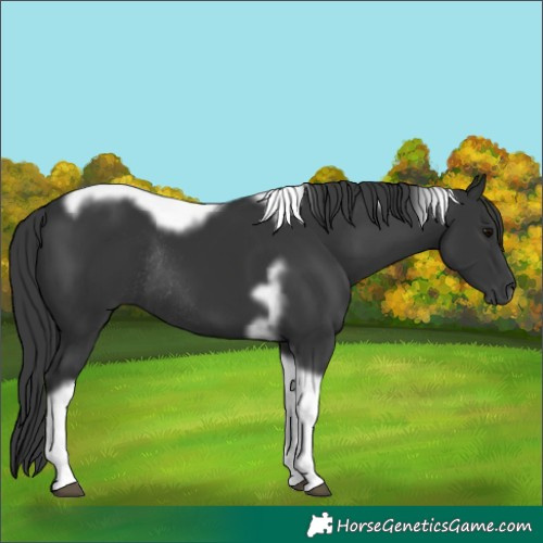 Horse Color:Black Tobiano Frame Rabicano
