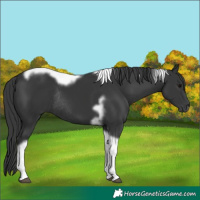 Horse Color:Black Tobiano Frame Rabicano