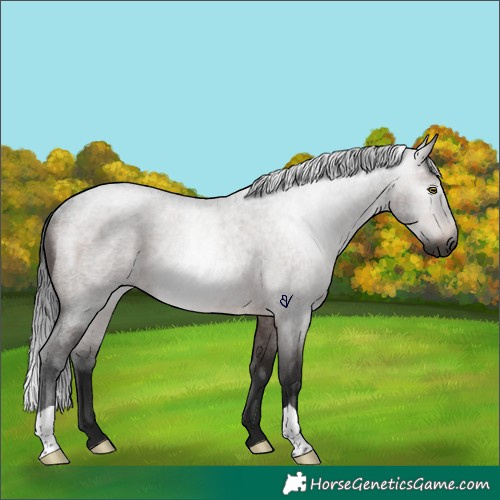 Horse Color:Gray Brown Roan Rabicano 