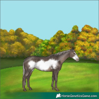 Horse Color:Silver Black Frame