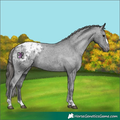 Horse Color:Black Appaloosa Rabicano 
