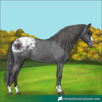 Horse Color:Black Appaloosa Rabicano 