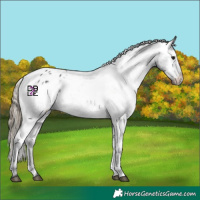 Horse Color:Smoky Black Varnish Rabicano 