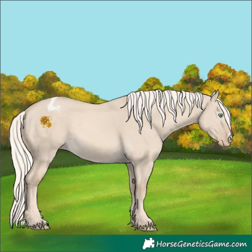 Horse Color:Cremello Dun Appaloosa 